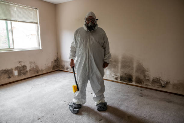 Best DIY Mold Remediation Support Services in Poquott, NY