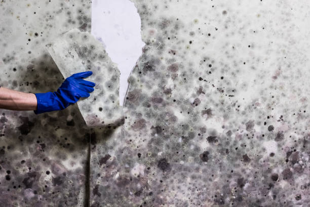 Best Post-Flood Mold Remediation in Poquott, NY